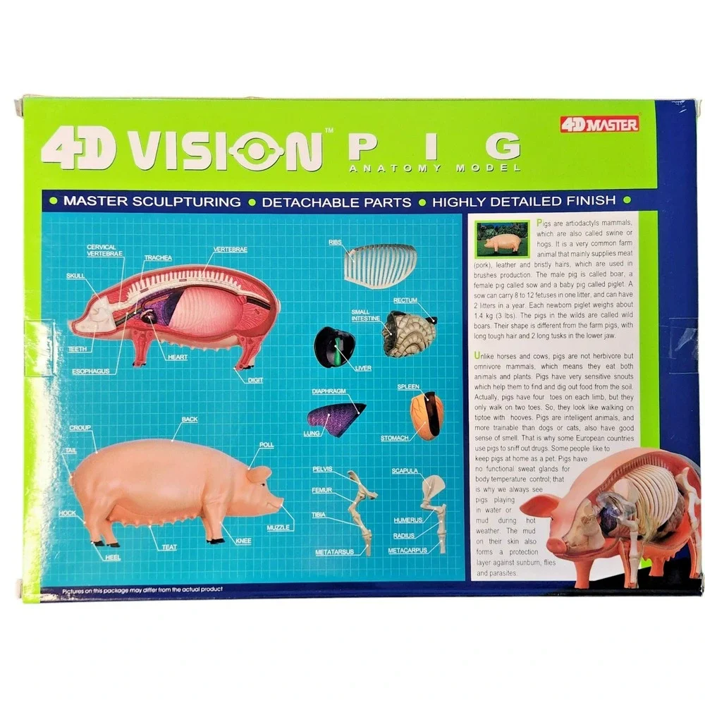 4D Vision Pig‎ Anatomy Model